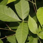 Thouinia serrata leaf picture by Nelson Zamora Villalobos (cc-by-nc)