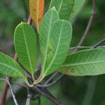 Rhabdadenia biflora leaf picture by R. Tournebize (cc-by-sa)