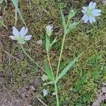 Stellaria holostea habit picture by Philippe Compin (cc-by-sa)