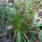 Carex stricta leaf picture by lexi warner (cc-by-sa)