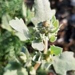 Atriplex laciniata leaf picture by Eileen Hassett (cc-by-sa)