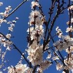 Prunus armeniaca flower picture by Roy Forget (cc-by-sa)