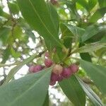 Myoporum laetum fruit picture by Juan Manuel Scotti (cc-by-sa)