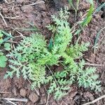 Phacelia tanacetifolia leaf picture by Emil Hempe (cc-by-sa)