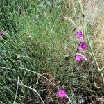 Dianthus graniticus habit picture by Stéphane Mars (cc-by-sa)