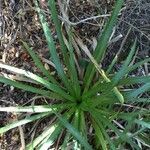 Eryngium paniculatum habit picture by Daniel Barthelemy (cc-by-nc)