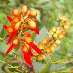 Erythrina globocalyx flower picture by Nelson Zamora Villalobos (cc-by-nc)