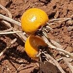 Solanum coagulans fruit picture by susan brown (cc-by-sa)