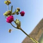 Boerhavia coccinea flower picture by Iberite (cc-by-sa)