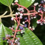 Miconia affinis flower picture by Nelson Zamora Villalobos (cc-by-nc)