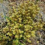 Saxifraga exarata habit picture by Laurent (cc-by-sa)