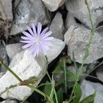 Lactuca tenerrima flower picture by Pegenaute i Ferro Isidre (cc-by-sa)