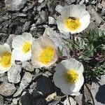 Ranunculus glacialis flower picture by magali Fuchs (cc-by-sa)