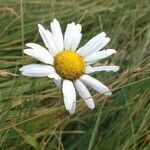 Leucanthemum heterophyllum flower picture by jack (cc-by-sa)