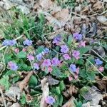 Pulmonaria officinalis leaf picture by Karin Becker (cc-by-sa)