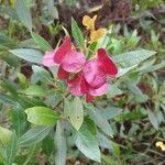 Dodonaea viscosa flower picture by Isabelle Catrain (cc-by-sa)