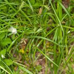 Carex hirta habit picture by Martin Bishop (cc-by-sa)