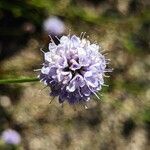 Succisella inflexa flower picture by manuseitz (cc-by-sa)