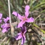 Matthiola fruticulosa flower picture by Benjamin Vuadelle (cc-by-sa)