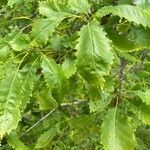 Quercus bicolor leaf picture by Will Smith (cc-by-sa)