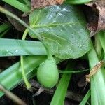 Leucojum vernum fruit picture by Ornel Jokerrr83 (cc-by-sa)