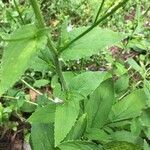 Lobelia inflata leaf picture by Matthew Dyer (cc-by-sa)