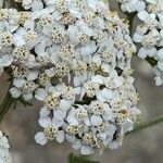 Achillea odorata flower picture by Alain Lagrave (cc-by-sa)