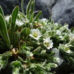 Cerastium peruvianum habit picture by Fabien Anthelme (cc-by-sa)