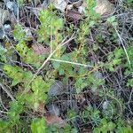 Thymus piperella leaf picture by zoile (cc-by-sa)