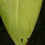 Heliconia sarapiquensis leaf picture by Nelson Zamora Villalobos (cc-by-nc)