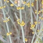 Ephedra fragilis flower picture by Ramón Valle (cc-by-sa)