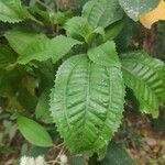 Miconia hyemalis leaf picture by Leandro da silva pereira (cc-by-sa)