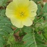 Tribulus zeyheri flower picture by susan brown (cc-by-sa)