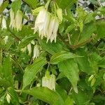 Prosartes smithii flower picture by Jacob Hampton (cc-by-sa)