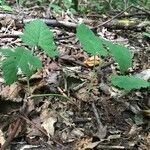 Rubus phoenicolasius habit picture by Jenn (cc-by-sa)