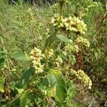 Rumex conglomeratus habit picture by Bonne Eigenhuis (cc-by-sa)