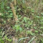 Setaria pumila habit picture by Jean-Marie Frenoux (cc-by-sa)