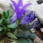 Campanula glomerata habit picture by Alain Bigou (cc-by-sa)