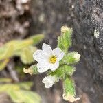 Cerastium kunthii flower picture by Fabien Anthelme (cc-by-sa)