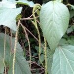 Acalypha amentacea flower picture by Noel Dionson (cc-by-sa)