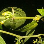 Witheringia asterotricha leaf picture by Nelson Zamora Villalobos (cc-by-nc)