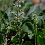 Alyssum alyssoides habit picture by John Walsh (cc-by-sa)