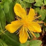 Hypericum calycinum flower picture by Guil Dev (cc-by-sa)