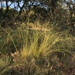 Stipa offneri habit picture by Daniel Barthelemy (cc-by-sa)