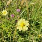 Potentilla recta flower picture by Eliot cohen (cc-by-sa)