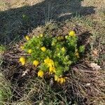 Adonis vernalis flower picture by anne denier (cc-by-sa)