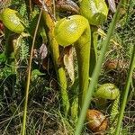 Darlingtonia californica leaf picture by Vicki Matheson (cc-by-sa)