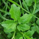 Cardamine amara leaf picture by Markus Zeuner (cc-by-sa)