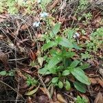 Myosotis latifolia habit picture by Udo Herkommer (cc-by-sa)