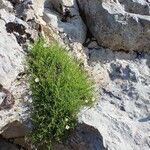 Silene saxifraga habit picture by Yoan MARTIN (cc-by-sa)